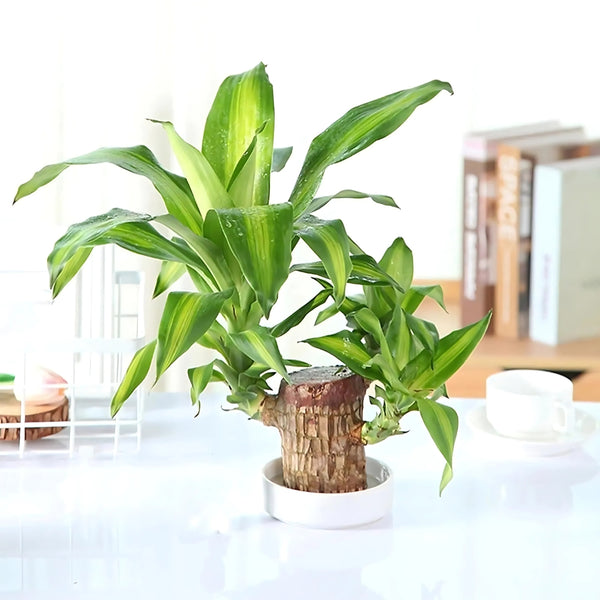 😌Lucky Brazil Wood Potted Plant🍀