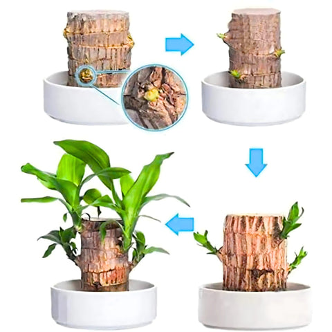 😌Lucky Brazil Wood Potted Plant🍀